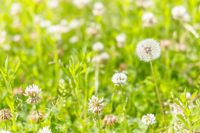 都会の公園に咲くたんぽぽ